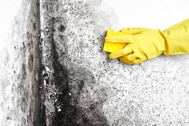 Best Crawl Space Mold Remediation  in Elgin, SC
