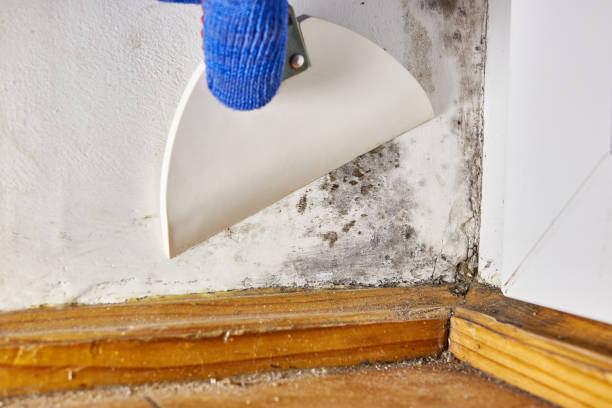 Elgin, SC Mold Removal Company